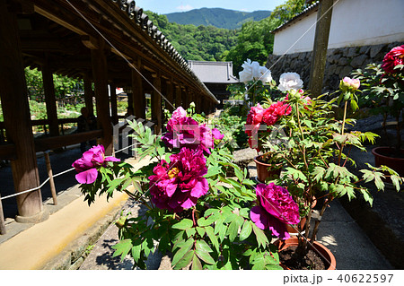 長谷寺 40622597