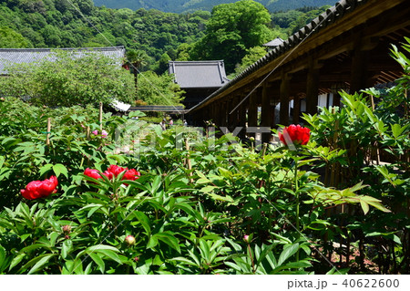 長谷寺 長谷寺 40622600