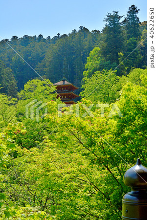 長谷寺 40622650