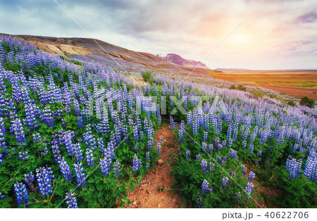 The picturesque landscapes of forests and mountains 40622706