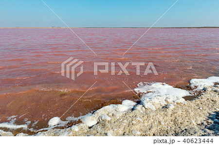 Pink salty Syvash Lake, Ukraine Pink salty Syvash Lake, Ukraine 40623444