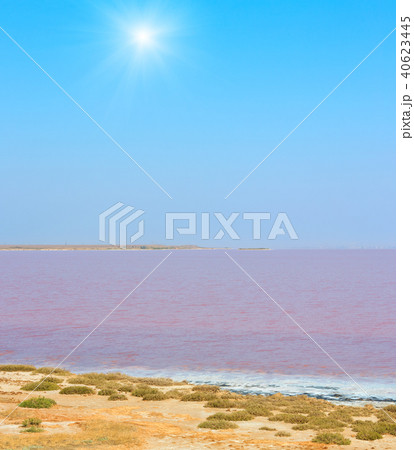 Pink salty Syvash Lake, Ukraine Pink salty Syvash Lake, Ukraine 40623445