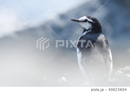 多摩川のハクセキレイ 40623604