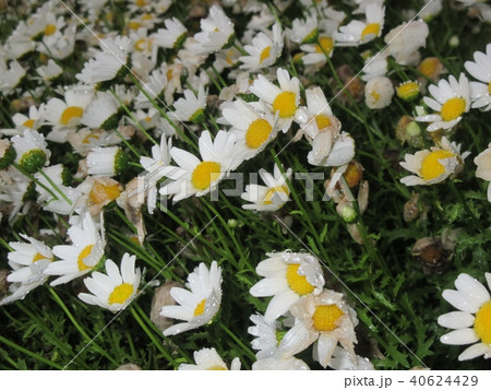雨に濡れる花 40624429