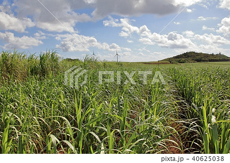 宮古島のさとうきび畑 宮古島のさとうきび畑 40625038