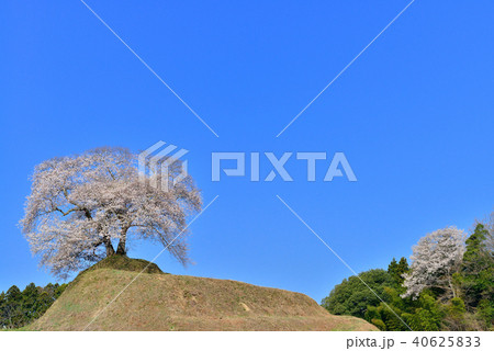平堂壇の一本桜 平堂壇の一本桜 40625833