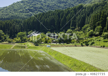 水田と杉山 水田と杉山 40627735
