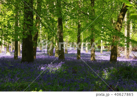 ブルーベルの森、イギリス 40627865