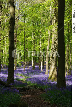 ブルーベルの森、イギリス 40627867
