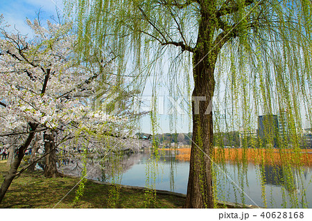 サクラ満開の上野の不忍池と弁財天 40628168