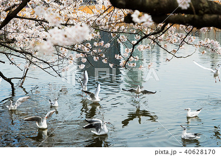 サクラ満開の上野の不忍池とカモメ サクラ満開の上野の不忍池とカモメ 40628170