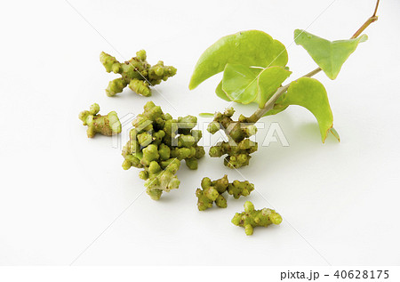 雲南百薬の葉とムカゴ 40628175