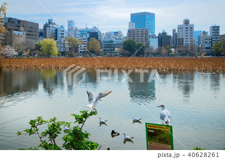サクラ満開の上野の不忍池とかもめ サクラ満開の上野の不忍池とかもめ 40628261