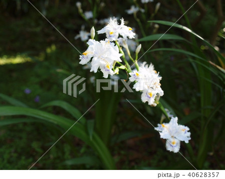 白い花菖蒲園 40628357