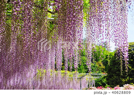 4月　足利36大長藤･あしかがﾌﾗﾜｰﾊﾟｰｸ 40628809