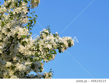 Blossoming apple tree. 40629225