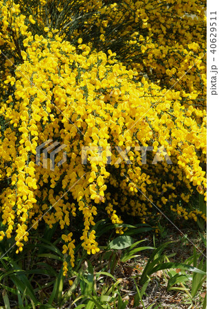 エニシダ 40629511