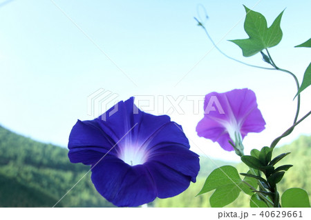 アサガオ 40629661