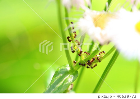 アブラムシと蟻の共生の写真素材