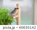手乗り文鳥 40630142
