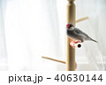 鳥と朝日 40630144