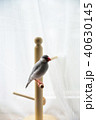 手乗り文鳥 40630145