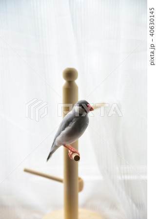 手乗り文鳥 40630145