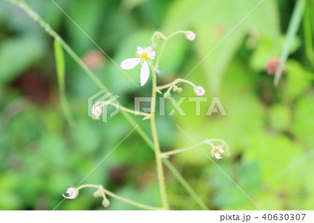 ユキノシタの花 40630307
