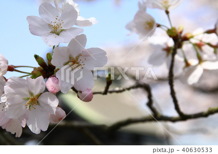 蕾と桜No.2の写真素材 [40630533] - PIXTA