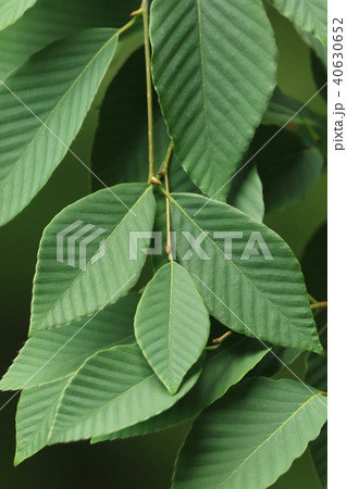 自然　植物　イヌブナ、五月の若葉です。側脈の作る山谷の陰影が美しい 40630652