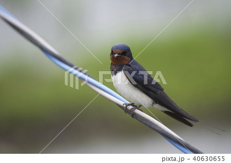 ツバメ 40630655