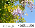 ふじの花 40631159
