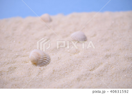 貝殻がある夏の砂浜 貝殻がある夏の砂浜 40631592