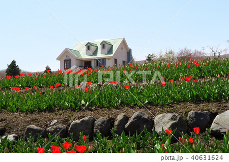 富士山麓のチューリップ園　チューリップ　チューリップ畑 40631624