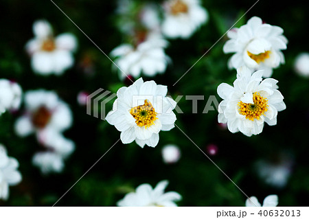 ヘリクリサムの白い花 40632013