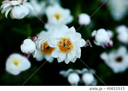 ヘリクリサムの白い花の写真素材