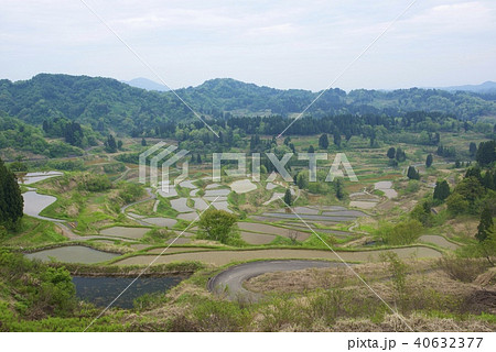 新潟県十日町市の星峠の棚田（ゴールデンウィーク） 40632377