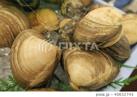 ほっき貝 40632743