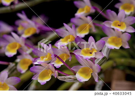 原種洋ランDendrobium crepidatumの写真 40633045
