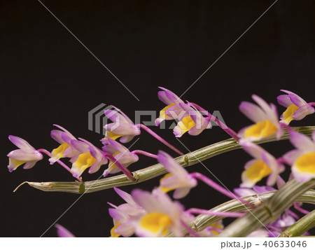 原種洋ランDendrobium crepidatumの写真 原種洋ランDendrobium crepidatumの写真 40633046