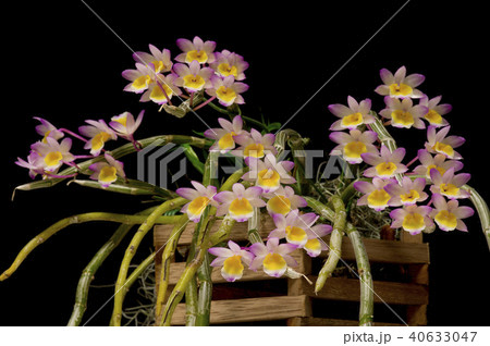 原種洋ランDendrobium crepidatumの写真 原種洋ランDendrobium crepidatumの写真 40633047