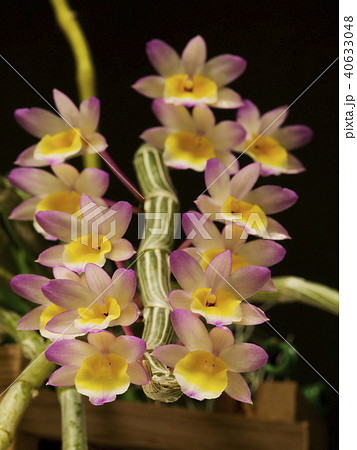 原種洋ランDendrobium crepidatumの写真 原種洋ランDendrobium crepidatumの写真 40633048