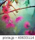 Vintage style pink Corymbia gum tree blossoms 40633114