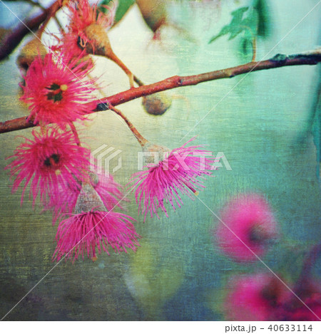 Vintage style pink Corymbia gum tree blossoms 40633114