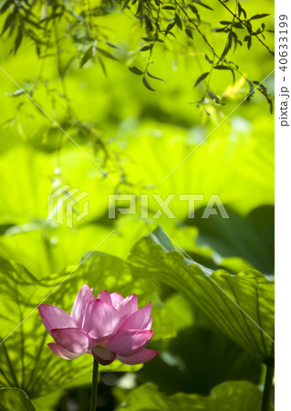 涼やかな蓮花-1-葉影に咲く蓮花、何とも涼やかに見える。 涼やかな蓮花-1-葉影に咲く蓮花、何とも涼やかに見える。 40633199