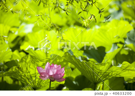 涼やかな蓮花-2-葉影に咲く蓮花、何とも涼やかに見える。 涼やかな蓮花-2-葉影に咲く蓮花、何とも涼やかに見える。 40633200