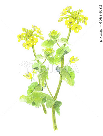 菜の花 40634033