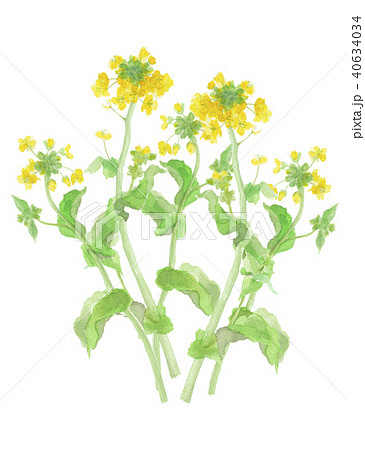 菜の花 40634034