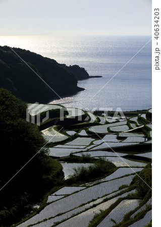 浜野浦の棚田 40634203