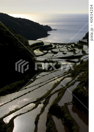 浜野浦の棚田 40634204